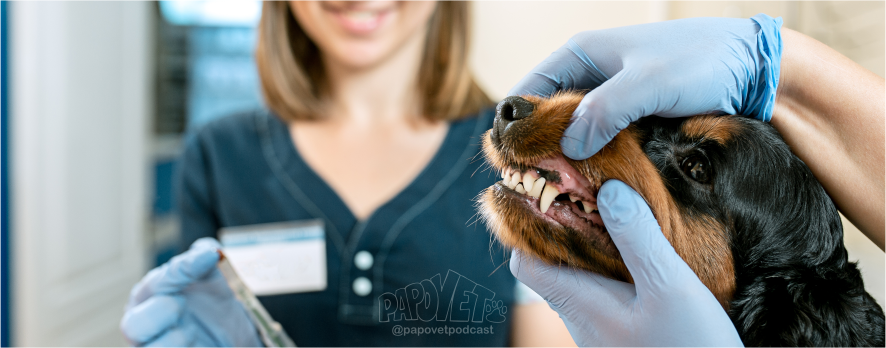 Quando levar meu Pet ao Dentista Médico Veterinário?